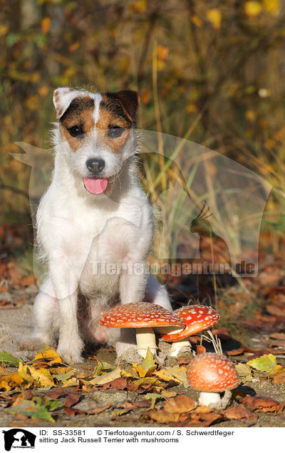 sitzender Parson Russell Terrier mit Pilzen / sitting Parson Russell Terrier with mushrooms / SS-33581