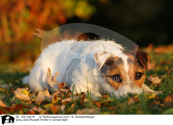 liegender Parson Russell Terrier im Abendlicht / lying Parson Russell Terrier in sunset light / SS-33616