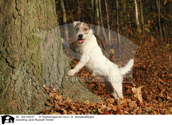stehender Parson Russell Terrier / standing Parson Russell Terrier / SS-34247
