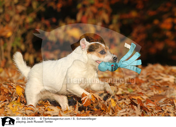 playing Jack Russell Terrier / SS-34261