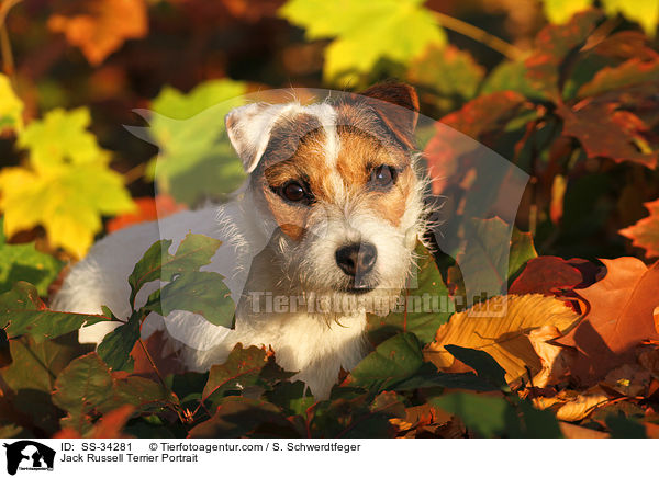 Parson Russell Terrier Portrait / Parson Russell Terrier Portrait / SS-34281