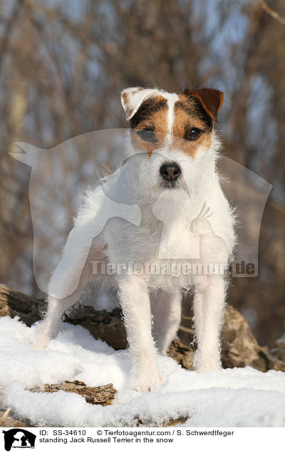 stehender Parson Russell Terrier im Schnee / standing Parson Russell Terrier in the snow / SS-34610
