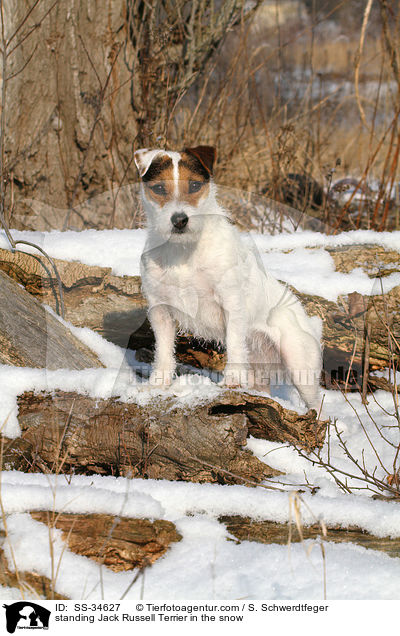 stehender Parson Russell Terrier im Schnee / standing Parson Russell Terrier in the snow / SS-34627