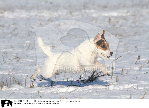 rennender Parson Russell Terrier im Schnee / running Parson Russell Terrier in the snow / SS-34652