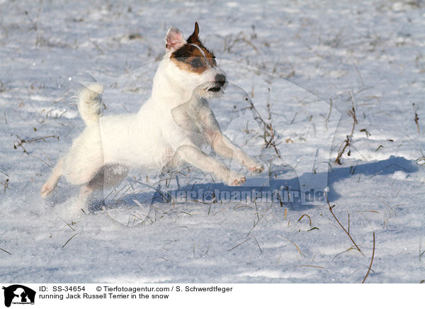 rennender Parson Russell Terrier im Schnee / running Parson Russell Terrier in the snow / SS-34654