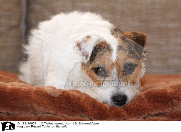liegender Parson Russell Terrier auf der Couch / lying Parson Russell Terrier on the sofa / SS-34658