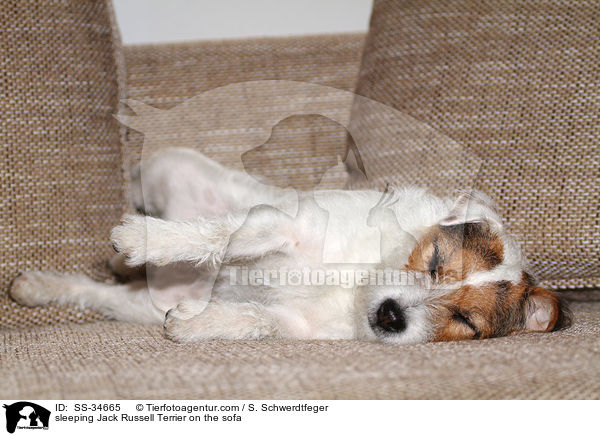 schlafender Parson Russell Terrier auf der Couch / sleeping Parson Russell Terrier on the sofa / SS-34665