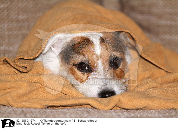 liegender Parson Russell Terrier auf der Couch / lying Parson Russell Terrier on the sofa / SS-34674