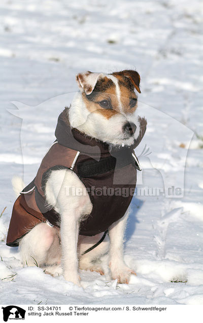 sitzender Parson Russell Terrier / sitting Parson Russell Terrier / SS-34701