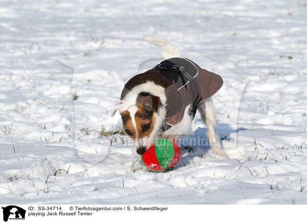 spielender Parson Russell Terrier / playing Parson Russell Terrier / SS-34714