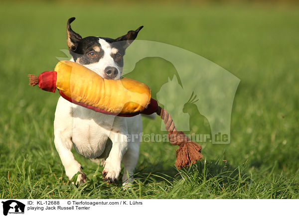 playing Jack Russell Terrier / KL-12688