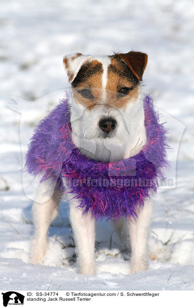 stehender Parson Russell Terrier / standing Parson Russell Terrier / SS-34774