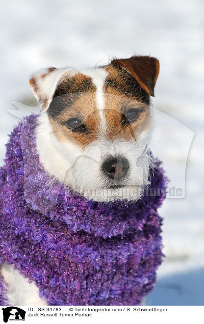 Parson Russell Terrier Portrait / Parson Russell Terrier Portrait / SS-34783