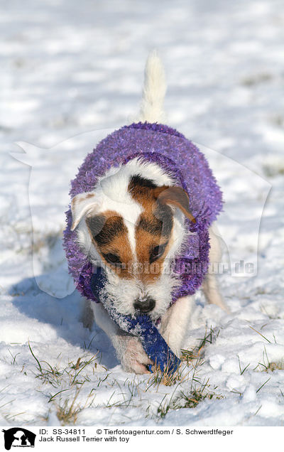 Parson Russell Terrier mit Spielzeug / Parson Russell Terrier with toy / SS-34811