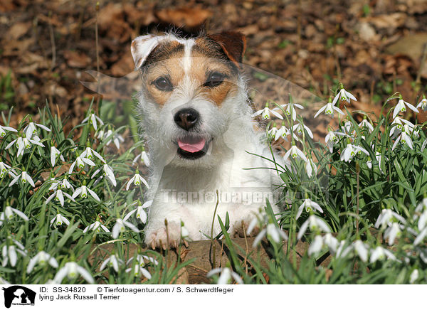liegender Parson Russell Terrier / lying Parson Russell Terrier / SS-34820