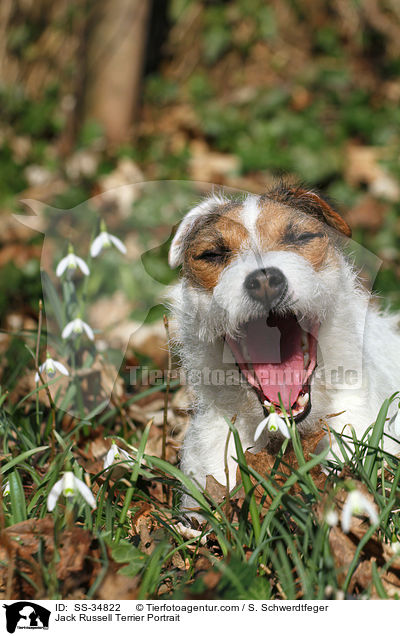 Parson Russell Terrier Portrait / Parson Russell Terrier Portrait / SS-34822