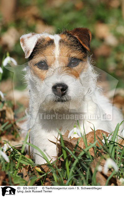 liegender Parson Russell Terrier / lying Parson Russell Terrier / SS-34827
