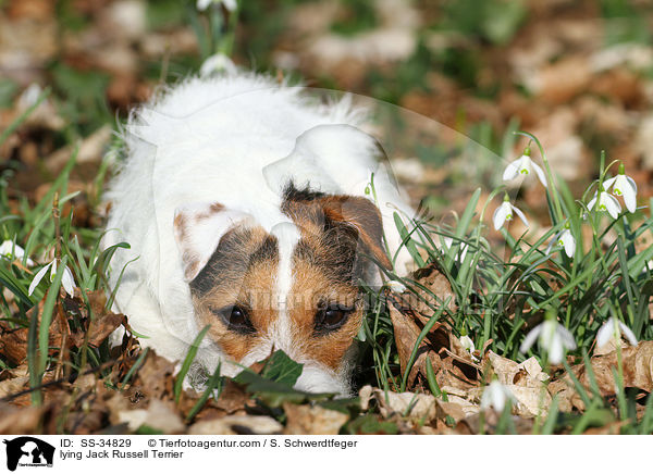 liegender Parson Russell Terrier / lying Parson Russell Terrier / SS-34829