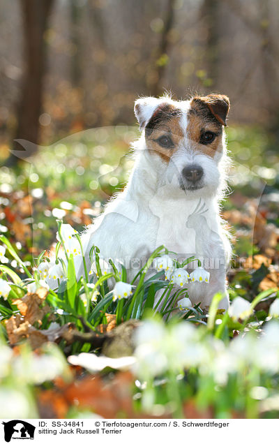sitting Jack Russell Terrier / SS-34841