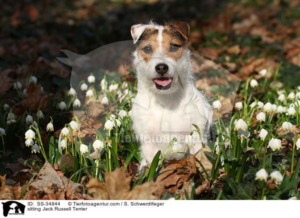 sitzender Parson Russell Terrier / sitting Parson Russell Terrier / SS-34844