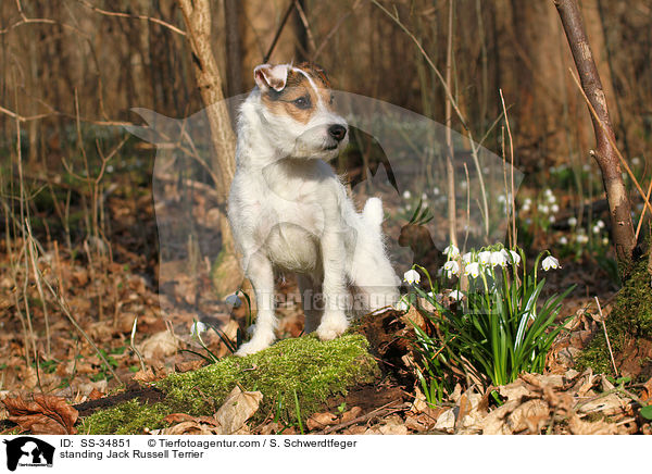 stehender Parson Russell Terrier / standing Parson Russell Terrier / SS-34851