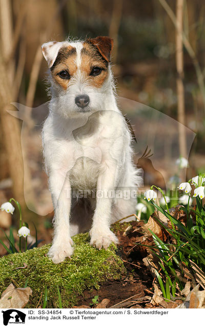 stehender Parson Russell Terrier / standing Parson Russell Terrier / SS-34854
