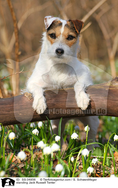 standing Jack Russell Terrier / SS-34856