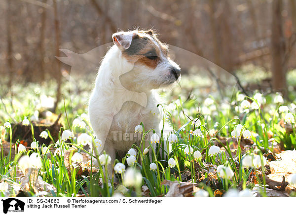 sitzender Parson Russell Terrier / sitting Parson Russell Terrier / SS-34863
