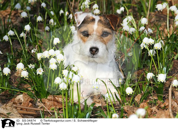 lying Jack Russell Terrier / SS-34874