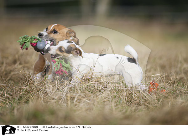 2 Jack Russell Terrier / 2 Jack Russell Terrier / NN-06960