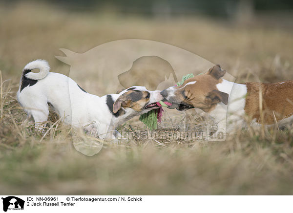 2 Jack Russell Terrier / 2 Jack Russell Terrier / NN-06961