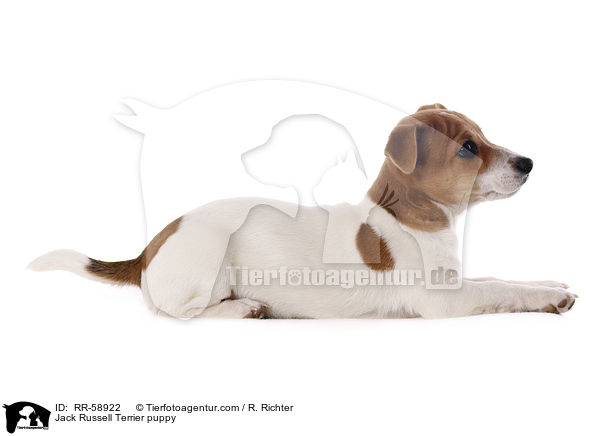 Jack Russell Terrier Welpe / Jack Russell Terrier puppy / RR-58922