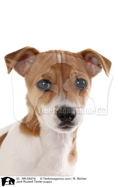 Jack Russell Terrier Welpe / Jack Russell Terrier puppy / RR-58978