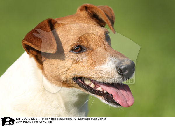 Jack Russell Terrier Portrait / Jack Russell Terrier Portrait / CDE-01238