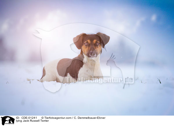 lying Jack Russell Terrier / CDE-01241