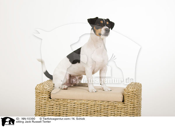 sitzender Jack Russell Terrier / sitting Jack Russell Terrier / NN-10390