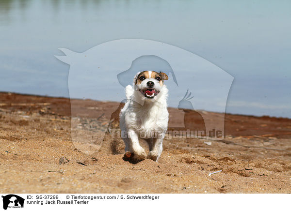 rennender Parson Russell Terrier / running Parson Russell Terrier / SS-37299