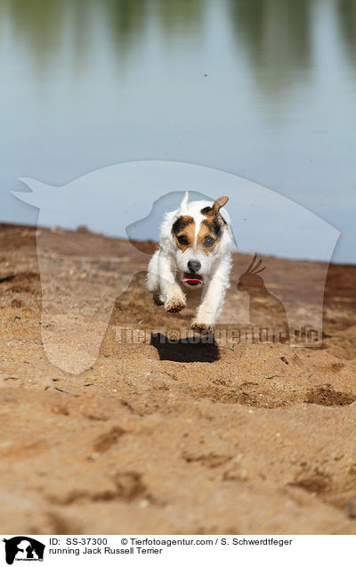 rennender Parson Russell Terrier / running Parson Russell Terrier / SS-37300