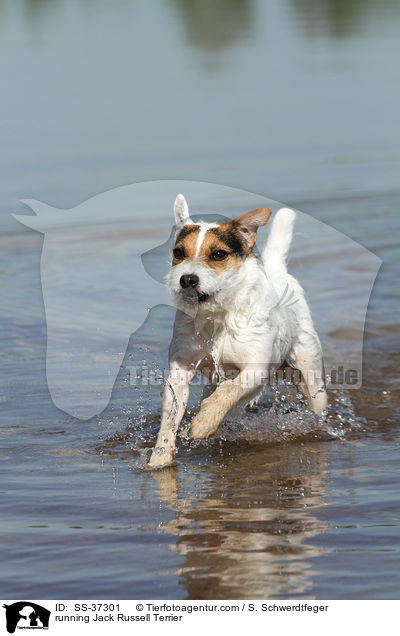 rennender Parson Russell Terrier / running Parson Russell Terrier / SS-37301
