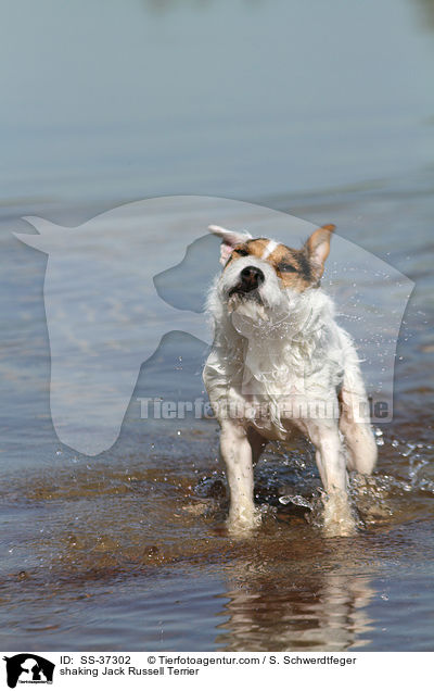 Parson Russell Terrier schttelt sich / shaking Parson Russell Terrier / SS-37302