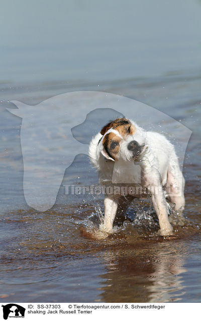 Parson Russell Terrier schttelt sich / shaking Parson Russell Terrier / SS-37303