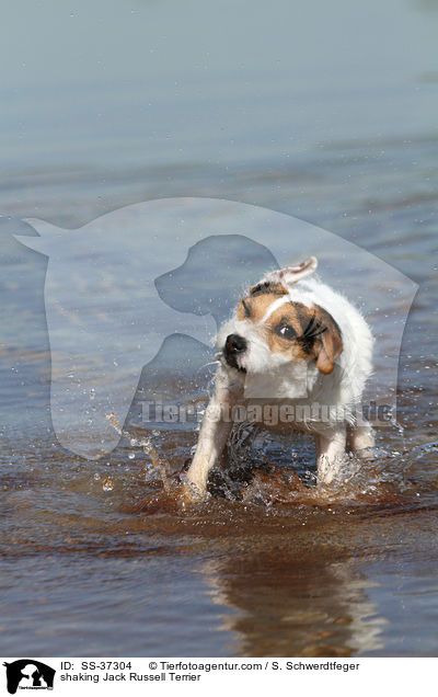 Parson Russell Terrier schttelt sich / shaking Parson Russell Terrier / SS-37304