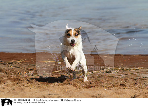 rennender Parson Russell Terrier / running Parson Russell Terrier / SS-37308