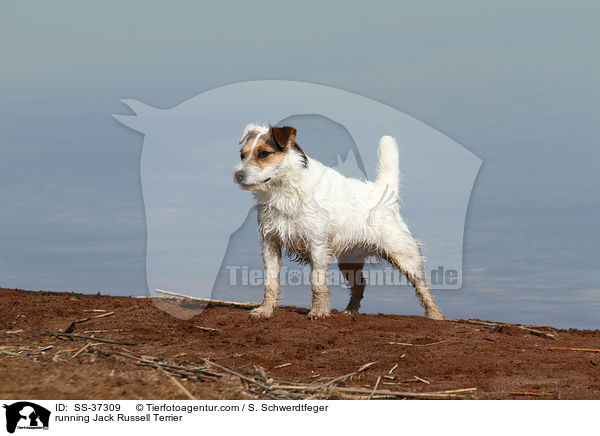 rennender Parson Russell Terrier / running Parson Russell Terrier / SS-37309