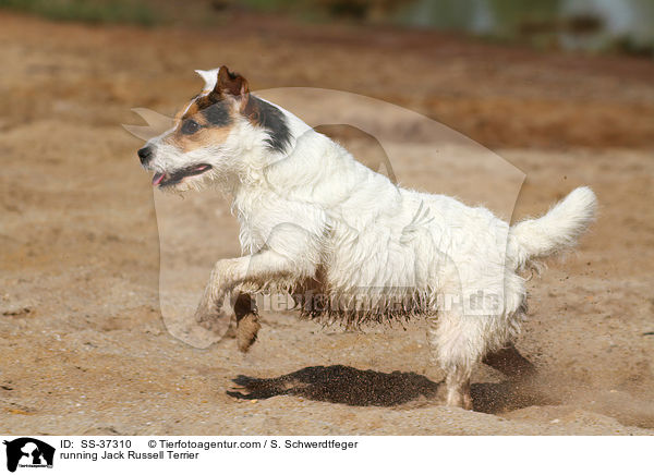 rennender Parson Russell Terrier / running Parson Russell Terrier / SS-37310
