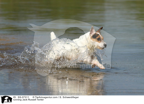 rennender Parson Russell Terrier / running Parson Russell Terrier / SS-37311