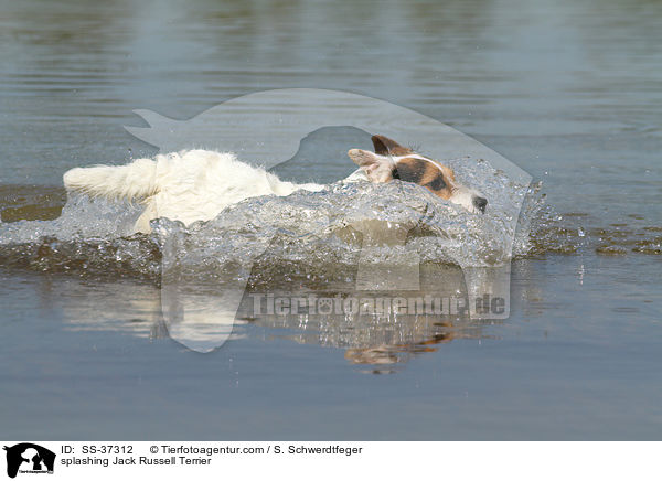 planschender Parson Russell Terrier / splashing Parson Russell Terrier / SS-37312