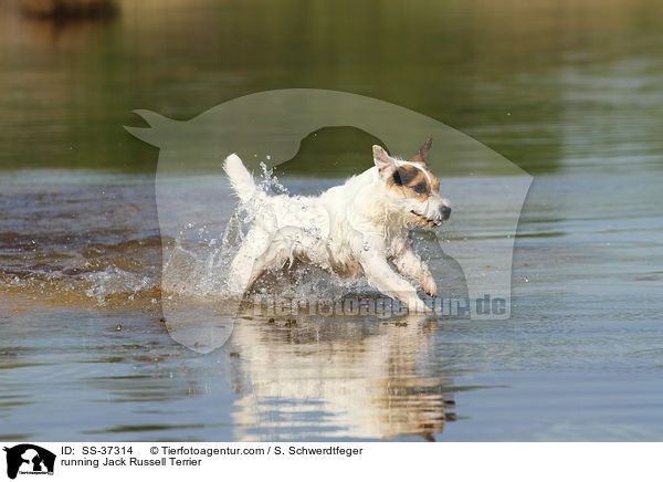 rennender Parson Russell Terrier / running Parson Russell Terrier / SS-37314