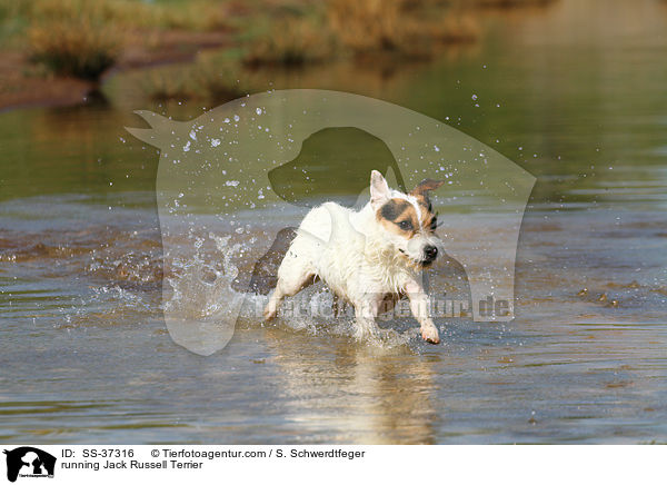 rennender Parson Russell Terrier / running Parson Russell Terrier / SS-37316