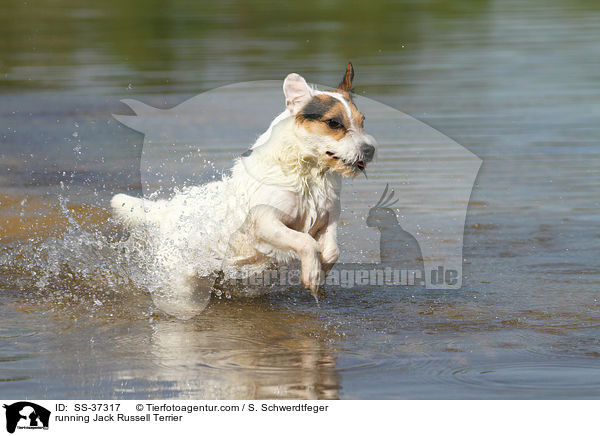 rennender Parson Russell Terrier / running Parson Russell Terrier / SS-37317